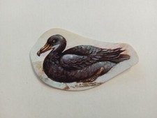 FIGURINA IL MONDO DEGLI ANIMALI ED. SUPER RAF 1973 n 688 DA RECUPERO