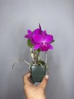 Compact Cattleya Slc. Mahalo Jack -SVO 11389 — photo 5