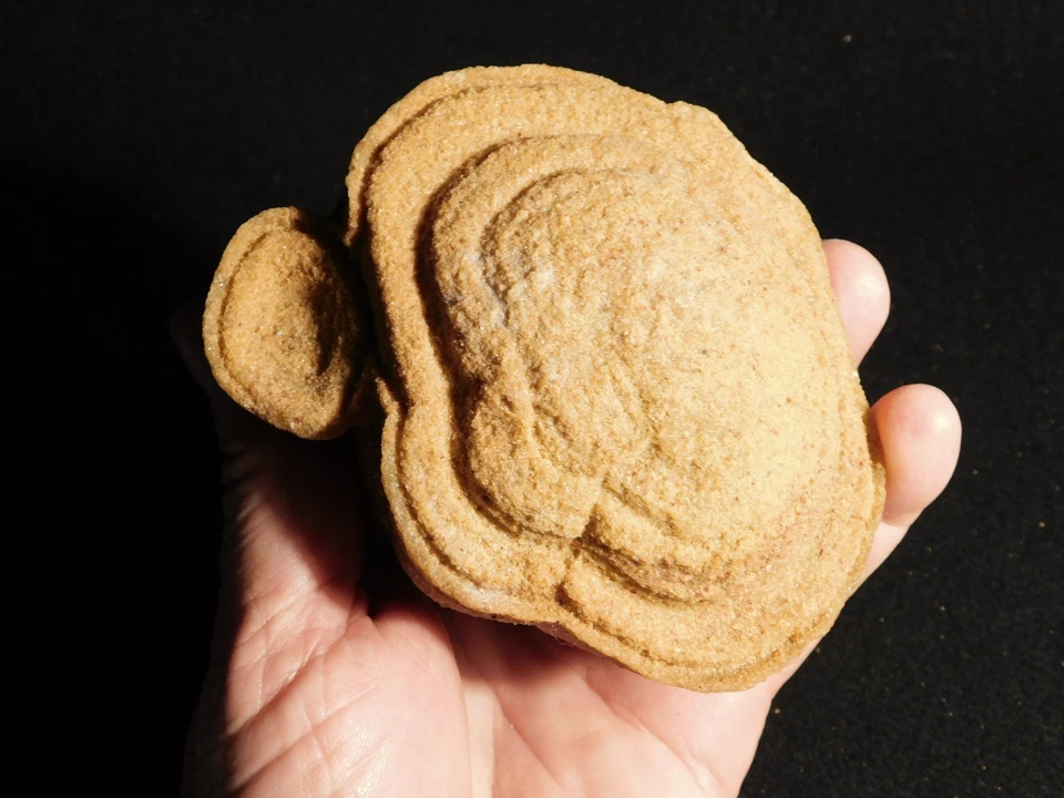 ¡Grande! FÓSIL DE ESTROMATOLITO AAA 600 millones de años 100% natural Marruecos 893gr Foto 2 de 4