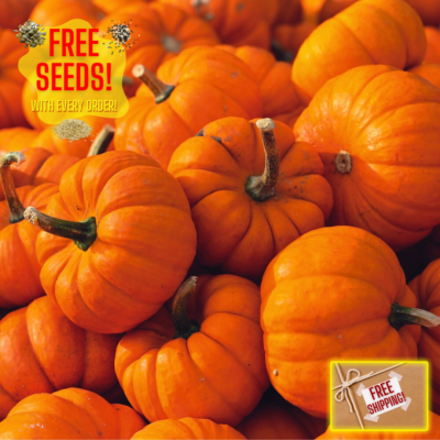 #ad Fresh Cute Jack Be Little Pumpkin Seeds Heirloom Non GMO Vegetable Seeds $2.33