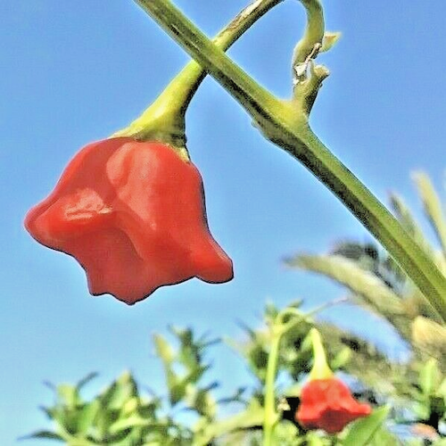 Semillas de Pimiento Campanilla Capsicum baccatum