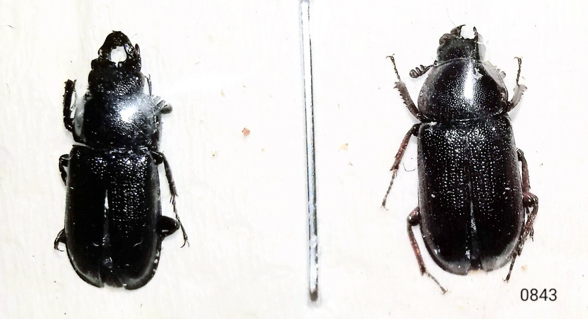 Lucanidae Platycerus quercus (virescens) PAIR 9-10mm A1 CANADA