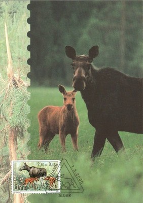 AK MK Elks, Elche, Tiere, Åland 2000 (Nr. 1438)