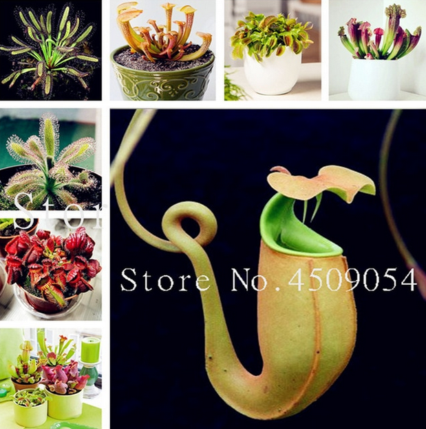200 Pcs Seeds Insect Catching Plants Bonsai Venus Flytrap Garden Potted Rare New