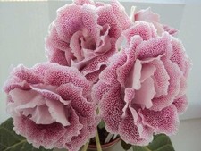 Baby Pink Gloxinia Double Holland Flower Bulbs Pack of 5 for Home Gardening