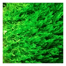 BUY 2 GET 1 FREE Flame Moss Taxiphyllum Flame 4 Ounce Cup Aquarium Plants