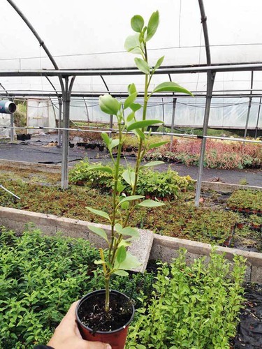40 Griselinia Hedging Plants - New Zealand Laurel - apx 20-30cm Tall in Pots - Picture 10 of 10