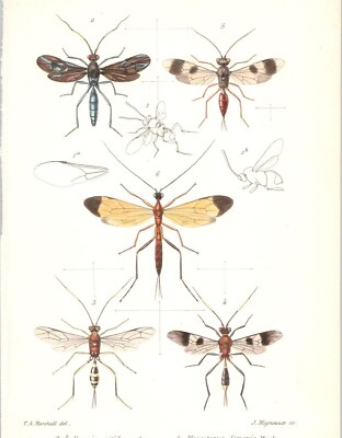 Original 1892 Antique Colored Entomology Print - Insects - Bugs