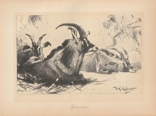 Pferdeantilopen Antilopen Lithographie von 1920 Wilhelm Kuhnert Afrika DOA