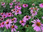 adk_5363