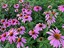 adk_5363
