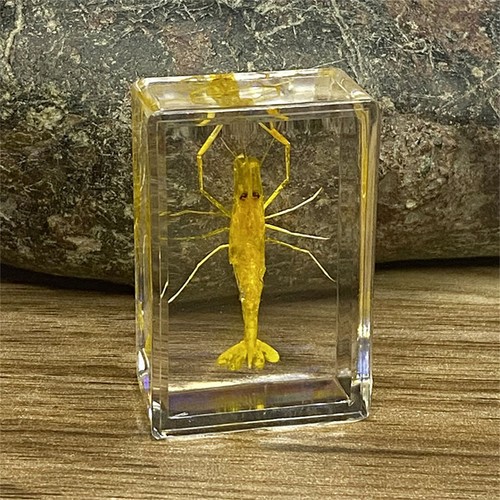 Insekt in Harz Präparat Briefbeschwerer Spinne Käfer Sammlung Wissenschaft Bildung - Bild 26 von 43