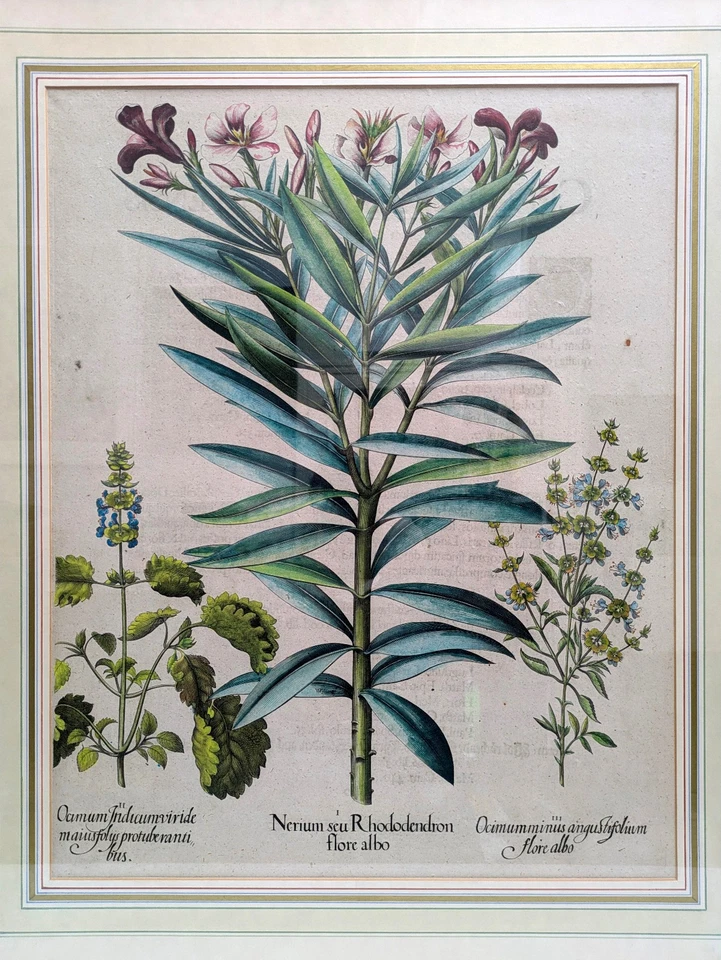 Basilius BESLER *1561 orig. Kupferstich 1613 altkoloriert RHODODENDRON OLEANDER - Bild 3 von 4