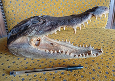 Ancienne Tête de Crocodile Naturalisée 23cm Cabinet de Curiosités Taxidermie