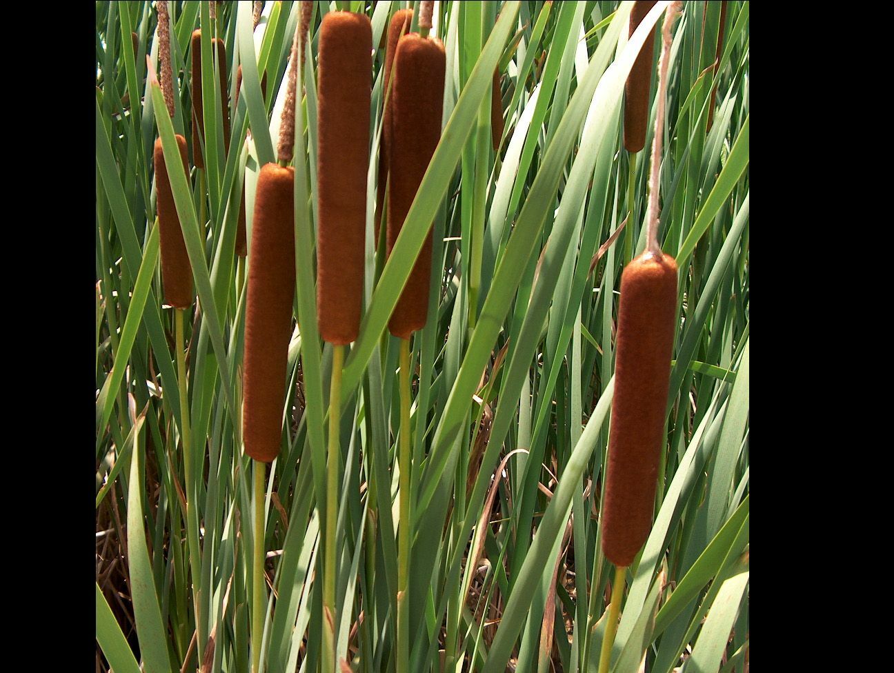 Cattail 3 plants natural bog filter stop algae koi pond garden J&J