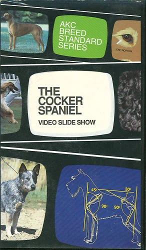 Cocker spaniel hotsell american kennel club
