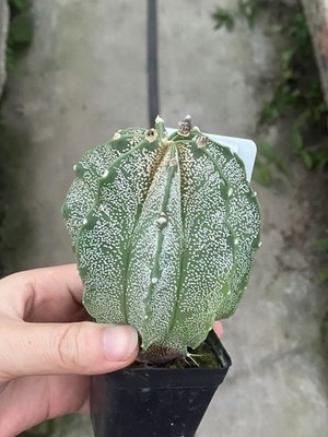 RareSucculent Plant Astrophytum capricorne var. nive white   seedgrowth 4-5CM