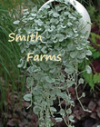 25+ Seeds Dichondra Silver Falls Flowers