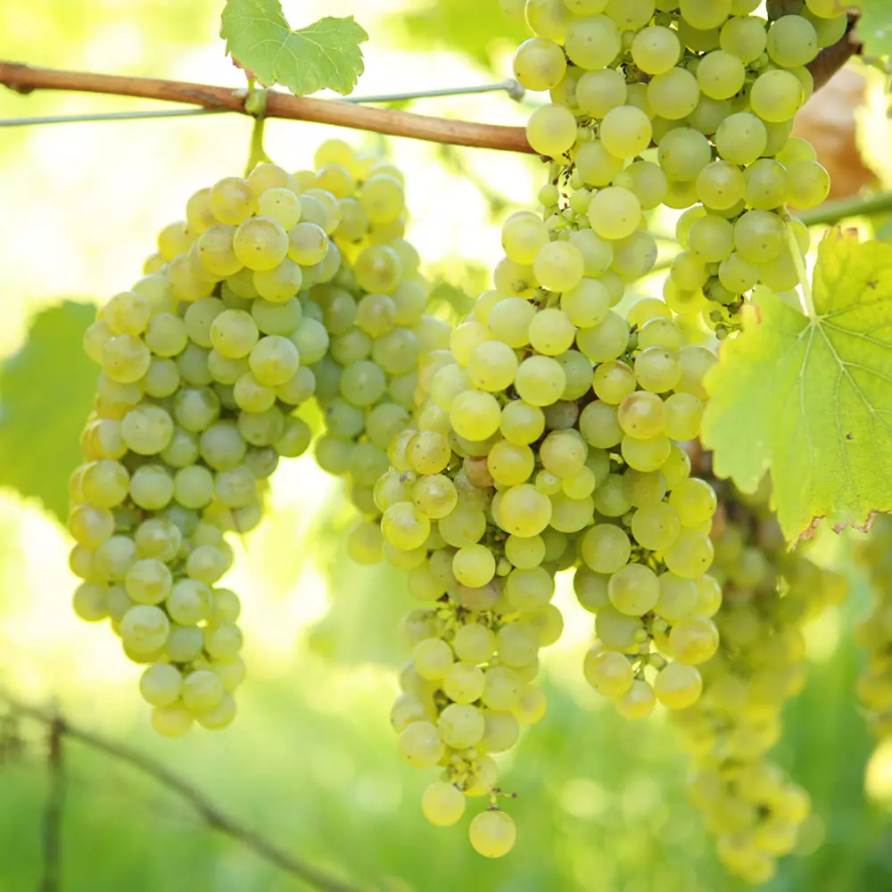 Grape Vine Vitis Green White Deciduous Climbing Fruit Plant Hardy Outdoor  Garden | eBay