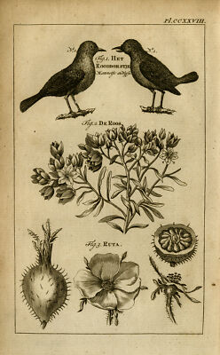 Antiker Druck-RUE-ROSE-ROTBRUST-GNADENKRAUT-Kauft-1770