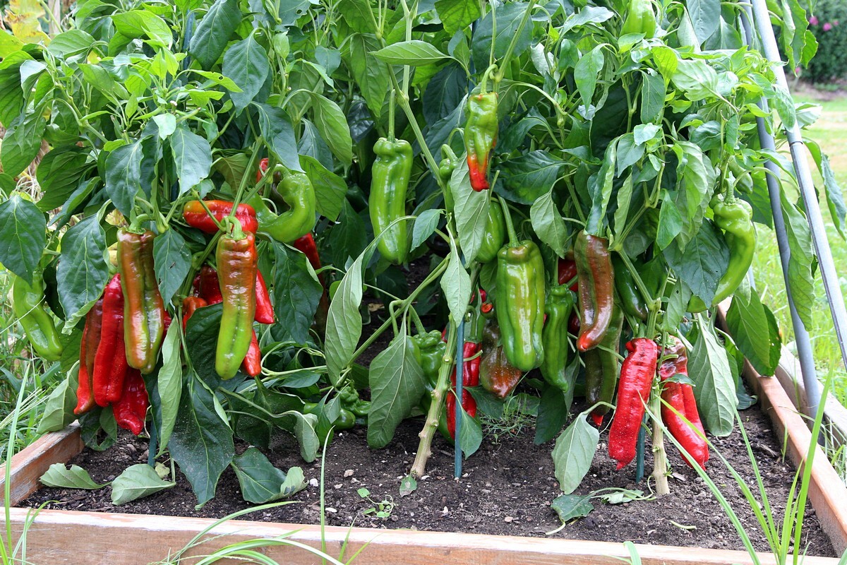 30 Giant Marconi Sweet Pepper Seeds eBay