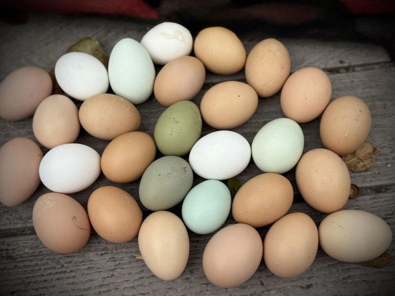 14 Rainbow Fertile Assorted Chicken Hatching Eggs