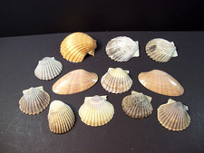 Shell LOT 12 Scallop Clam shells Crafts Decor Art Decoupage Epoxy Paint Decorate