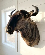 New African Wildebeest Taxidermy Shoulder Mount | African Taxidermy And Trophy!
