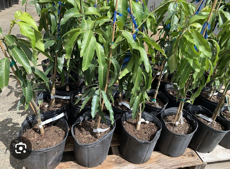 mango tree plant Organic You Can Choose Alphonso Or Palmer Mango 🥭 Variety - Image 2 of 2