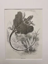 ANTIQUE STEEL ENGRAVING 1858 REPTILE LIZARD DRAGON FAUNA NATURE RETRO VINTAGE