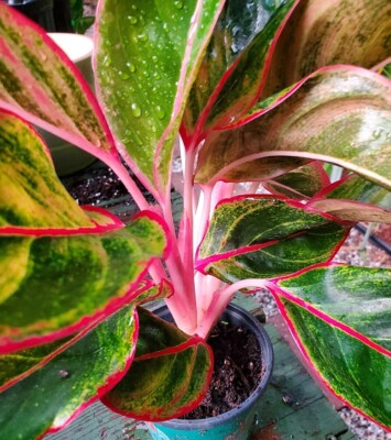 aglaonema Red Siam Chinese evergreen house plant | eBay