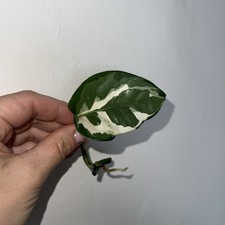Epipremnum aureum njoy Pothos Variegated devil’s ivy Rooted Cutting N Joy plant 