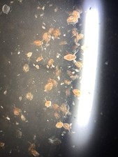 Live Daphnia Magna 100+ — Starter Culture Kit