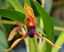 Uncommon Orchid Species Maxillaria praestans. Blooming Size Plant!