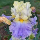 Tall Bearded Iris Rhizome "GILT EDGED BOND"  Gerald Richardson  2004 — photo 3