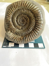 Dactylioceras Ammonite,Large Fossil,Yorkshire Coast, Whitby.A341