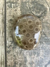 2.9oz Beautiful Full Polished Petoskey Stone Fossil Lake Michigan Coral Dark Eye