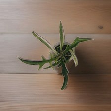 Philodendron Tortum Albo Variegated Plant US SELLER EXACT PLANT 