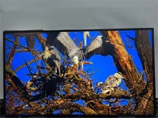 NEC MultiSync P495 49" 4K Commercial Digital Signage HDR Display Monitor 700Nit