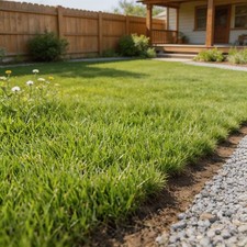 5000 Pcs Grass Seeds Home Garden Lawn Planting Seeds