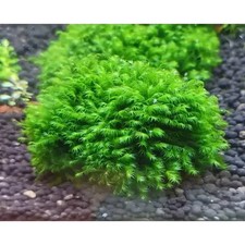 Us Fissiden Moss For Aquatic Fish Shrimp Tank Aquarium