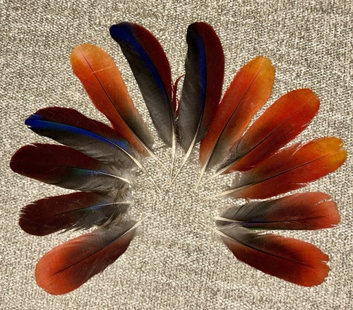 12 Naturally Molted Burgundy Female Eclectus Feathers 4.75” - 6.25”