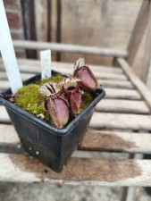 Cephalotus Big Boy Carnivorous Plant