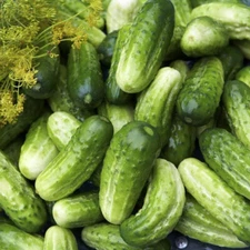 Boston Cucumber, Pickling (Cucumis sativus) Vegetable Seeds, Crisp Texture
