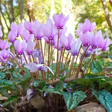 Easy to Grow Cyclamen Hederifolium Hardy 3 Plant Bulbs, Shade Fall Zones 5-9