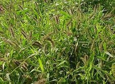 Millet Ornamental Vivian 2,000 seeds