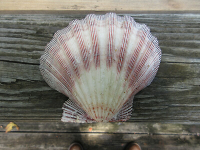 Fan Sea Shells BIG Aquarium Marine Reef Landscape Colorful Reddish Scallop Fan Sea ...