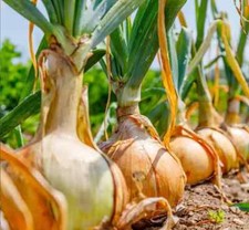 🧅50+ Samen  Zwiebel "Slawa Ozarowa", sehr schmackhafte alte  Sorte