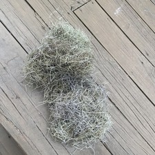 1 Gallon Bag of Live Spanish Moss- Long  Fresh Pieces