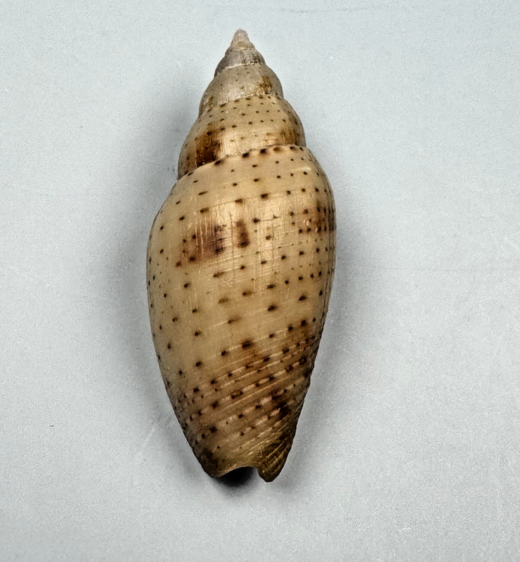 Rare Fine Endemic Florida Miter - Fine++ LIVE collected 50.8 mm